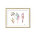 Picture of Seashells II  _GroupedProduct_Rectangle_Landscape_Framed_Matted_