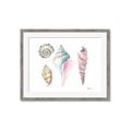 Picture of Seashells II  _GroupedProduct_Rectangle_Landscape_Framed_Matted_