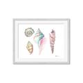 Picture of Seashells II  _GroupedProduct_Rectangle_Landscape_Framed_Matted_