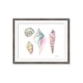 Picture of Seashells II  _GroupedProduct_Rectangle_Landscape_Framed_Matted_