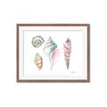 Picture of Seashells II  _GroupedProduct_Rectangle_Landscape_Framed_Matted_