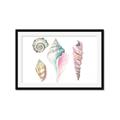 Picture of Seashells II  _GroupedProduct_Rectangle_Landscape_Framed_Matted_
