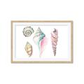 Picture of Seashells II  _GroupedProduct_Rectangle_Landscape_Framed_Matted_
