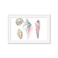 Picture of Seashells II  _GroupedProduct_Rectangle_Landscape_Framed_Matted_