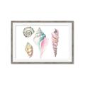 Picture of Seashells II  _GroupedProduct_Rectangle_Landscape_Framed_Matted_