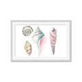 Picture of Seashells II  _GroupedProduct_Rectangle_Landscape_Framed_Matted_