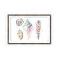 Picture of Seashells II  _GroupedProduct_Rectangle_Landscape_Framed_Matted_