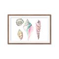 Picture of Seashells II  _GroupedProduct_Rectangle_Landscape_Framed_Matted_