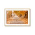 Picture of Falling Leaves  _GroupedProduct_Rectangle_Landscape_Photography _GroupedProduct_Rectangle_Landscape_Framed_Matted_