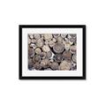 Picture of Stacked Logs _GroupedProduct_Rectangle_Landscape_Photography _GroupedProduct_Rectangle_Landscape_Framed_Matted_