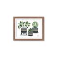 Picture of Plants in Grey vases _GroupedProduct_Rectangle_Landscape_Framed_Matted_