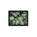 Picture of Chinese Evergreen  _GroupedProduct_Rectangle_Landscape_Photography _GroupedProduct_Rectangle_Landscape_Framed_Matted_