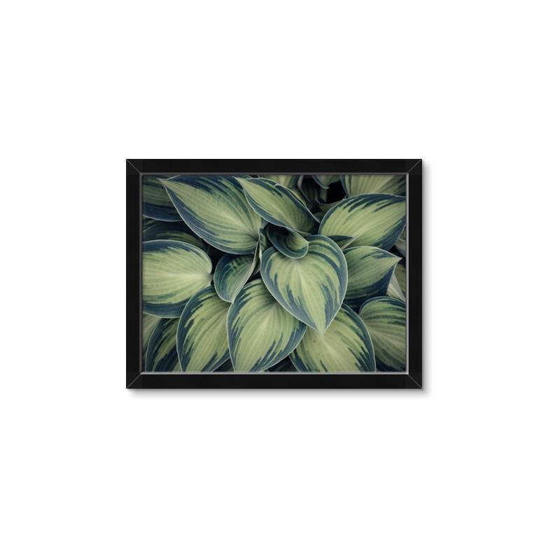 Picture of Chinese Evergreen  _GroupedProduct_Rectangle_Landscape_Photography _GroupedProduct_Rectangle_Landscape_Framed_Matted_