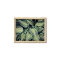 Picture of Chinese Evergreen  _GroupedProduct_Rectangle_Landscape_Photography _GroupedProduct_Rectangle_Landscape_Framed_Matted_