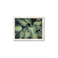 Picture of Chinese Evergreen  _GroupedProduct_Rectangle_Landscape_Photography _GroupedProduct_Rectangle_Landscape_Framed_Matted_