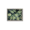 Picture of Chinese Evergreen  _GroupedProduct_Rectangle_Landscape_Photography _GroupedProduct_Rectangle_Landscape_Framed_Matted_