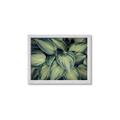 Picture of Chinese Evergreen  _GroupedProduct_Rectangle_Landscape_Photography _GroupedProduct_Rectangle_Landscape_Framed_Matted_
