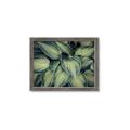 Picture of Chinese Evergreen  _GroupedProduct_Rectangle_Landscape_Photography _GroupedProduct_Rectangle_Landscape_Framed_Matted_