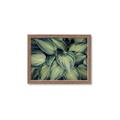 Picture of Chinese Evergreen  _GroupedProduct_Rectangle_Landscape_Photography _GroupedProduct_Rectangle_Landscape_Framed_Matted_