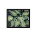 Picture of Chinese Evergreen  _GroupedProduct_Rectangle_Landscape_Photography _GroupedProduct_Rectangle_Landscape_Framed_Matted_