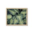 Picture of Chinese Evergreen  _GroupedProduct_Rectangle_Landscape_Photography _GroupedProduct_Rectangle_Landscape_Framed_Matted_