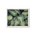 Picture of Chinese Evergreen  _GroupedProduct_Rectangle_Landscape_Photography _GroupedProduct_Rectangle_Landscape_Framed_Matted_