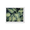Picture of Chinese Evergreen  _GroupedProduct_Rectangle_Landscape_Photography _GroupedProduct_Rectangle_Landscape_Framed_Matted_