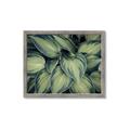 Picture of Chinese Evergreen  _GroupedProduct_Rectangle_Landscape_Photography _GroupedProduct_Rectangle_Landscape_Framed_Matted_