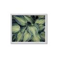 Picture of Chinese Evergreen  _GroupedProduct_Rectangle_Landscape_Photography _GroupedProduct_Rectangle_Landscape_Framed_Matted_