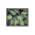Picture of Chinese Evergreen  _GroupedProduct_Rectangle_Landscape_Photography _GroupedProduct_Rectangle_Landscape_Framed_Matted_