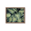 Picture of Chinese Evergreen  _GroupedProduct_Rectangle_Landscape_Photography _GroupedProduct_Rectangle_Landscape_Framed_Matted_