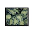 Picture of Chinese Evergreen  _GroupedProduct_Rectangle_Landscape_Photography _GroupedProduct_Rectangle_Landscape_Framed_Matted_