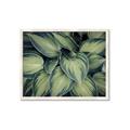 Picture of Chinese Evergreen  _GroupedProduct_Rectangle_Landscape_Photography _GroupedProduct_Rectangle_Landscape_Framed_Matted_