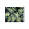 Picture of Chinese Evergreen  _GroupedProduct_Rectangle_Landscape_Photography _GroupedProduct_Rectangle_Landscape_Framed_Matted_