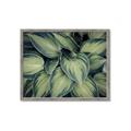 Picture of Chinese Evergreen  _GroupedProduct_Rectangle_Landscape_Photography _GroupedProduct_Rectangle_Landscape_Framed_Matted_