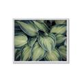 Picture of Chinese Evergreen  _GroupedProduct_Rectangle_Landscape_Photography _GroupedProduct_Rectangle_Landscape_Framed_Matted_