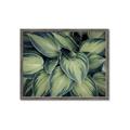 Picture of Chinese Evergreen  _GroupedProduct_Rectangle_Landscape_Photography _GroupedProduct_Rectangle_Landscape_Framed_Matted_