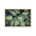 Picture of Chinese Evergreen  _GroupedProduct_Rectangle_Landscape_Photography _GroupedProduct_Rectangle_Landscape_Framed_Matted_