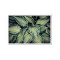 Picture of Chinese Evergreen  _GroupedProduct_Rectangle_Landscape_Photography _GroupedProduct_Rectangle_Landscape_Framed_Matted_