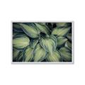 Picture of Chinese Evergreen  _GroupedProduct_Rectangle_Landscape_Photography _GroupedProduct_Rectangle_Landscape_Framed_Matted_