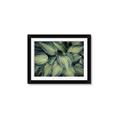 Picture of Chinese Evergreen  _GroupedProduct_Rectangle_Landscape_Photography _GroupedProduct_Rectangle_Landscape_Framed_Matted_