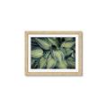 Picture of Chinese Evergreen  _GroupedProduct_Rectangle_Landscape_Photography _GroupedProduct_Rectangle_Landscape_Framed_Matted_