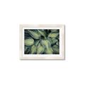 Picture of Chinese Evergreen  _GroupedProduct_Rectangle_Landscape_Photography _GroupedProduct_Rectangle_Landscape_Framed_Matted_