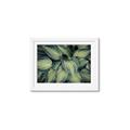 Picture of Chinese Evergreen  _GroupedProduct_Rectangle_Landscape_Photography _GroupedProduct_Rectangle_Landscape_Framed_Matted_