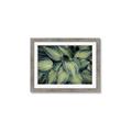 Picture of Chinese Evergreen  _GroupedProduct_Rectangle_Landscape_Photography _GroupedProduct_Rectangle_Landscape_Framed_Matted_