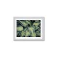 Picture of Chinese Evergreen  _GroupedProduct_Rectangle_Landscape_Photography _GroupedProduct_Rectangle_Landscape_Framed_Matted_