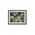 Picture of Chinese Evergreen  _GroupedProduct_Rectangle_Landscape_Photography _GroupedProduct_Rectangle_Landscape_Framed_Matted_