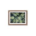 Picture of Chinese Evergreen  _GroupedProduct_Rectangle_Landscape_Photography _GroupedProduct_Rectangle_Landscape_Framed_Matted_