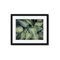 Picture of Chinese Evergreen  _GroupedProduct_Rectangle_Landscape_Photography _GroupedProduct_Rectangle_Landscape_Framed_Matted_