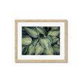 Picture of Chinese Evergreen  _GroupedProduct_Rectangle_Landscape_Photography _GroupedProduct_Rectangle_Landscape_Framed_Matted_